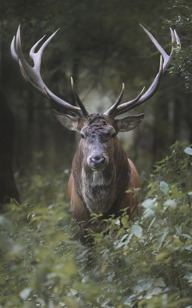 Photograph by Davide Giannetti