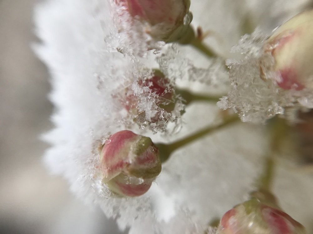 Photograph by Kiril Trbojevikj