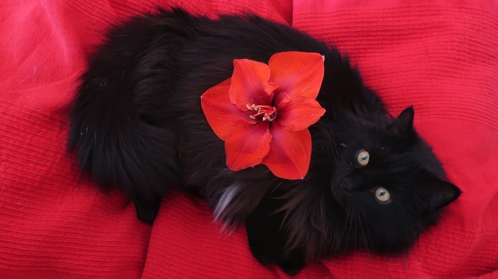 Photograph by Алина Голубева