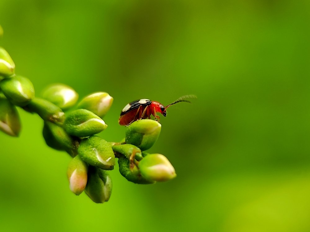 Photograph by MD. Saiful Islam