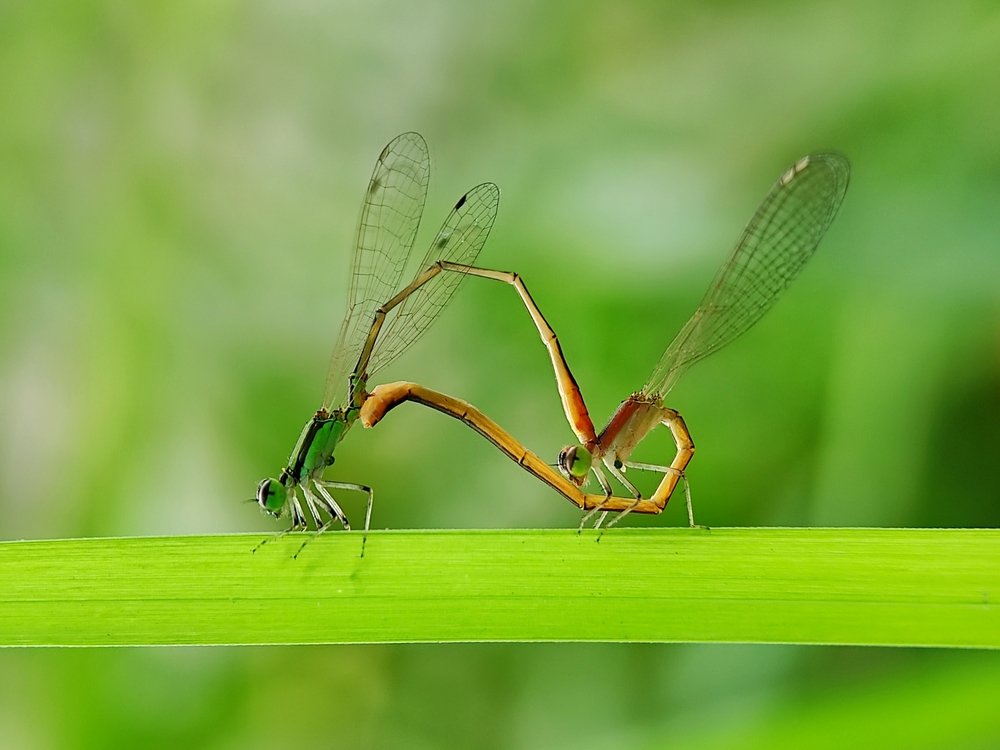 Photograph by MD. Saiful Islam