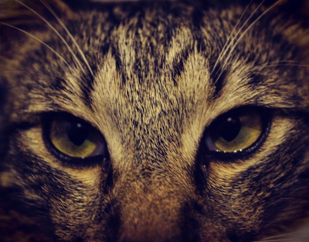 Photograph by Ольга Худорожко