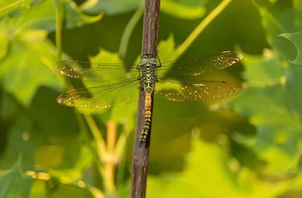 Photograph by Иван Доможирский