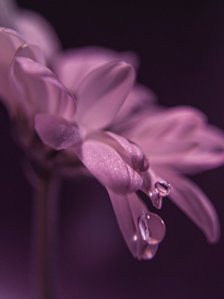 Фотография автора Марина Алексеевская