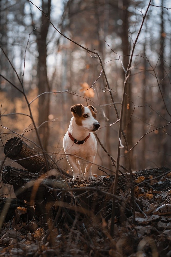 Photograph by Людмила Потапочкина