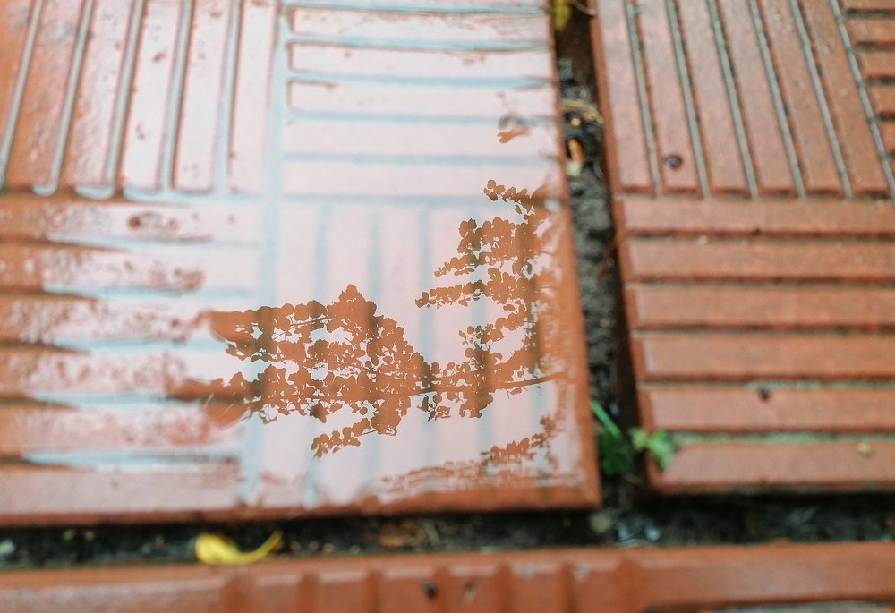 Отражение дерева в луже...