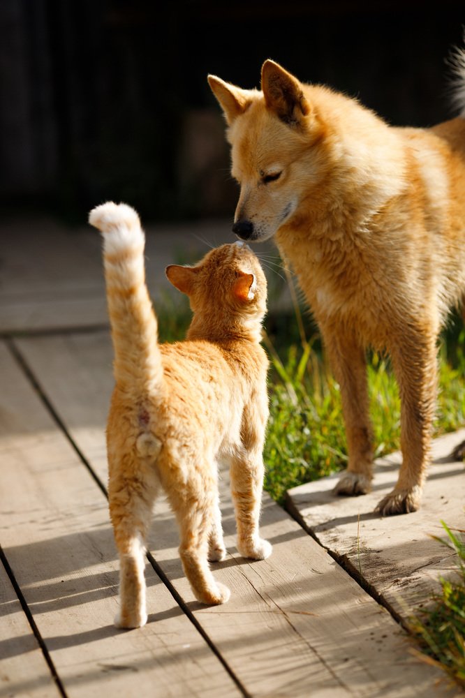 Photograph by Елена Горохова