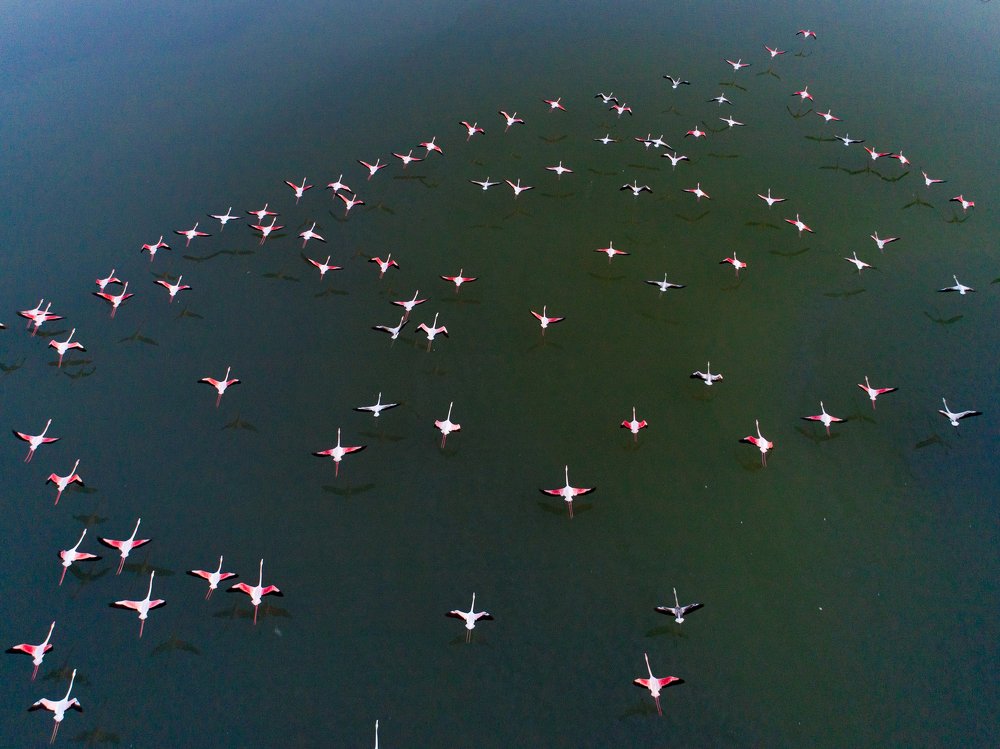 Flying in Formation with Flamingos