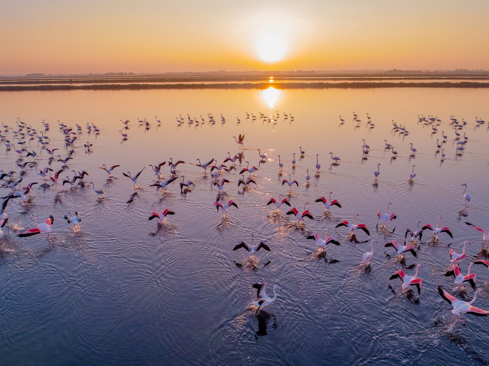 Sunset with Flamingos