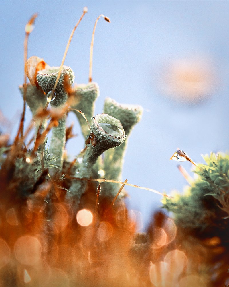 Сказочный макро-мир северной природы