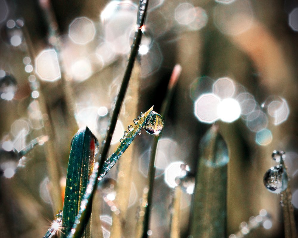 Волшебство утреннейty росы.