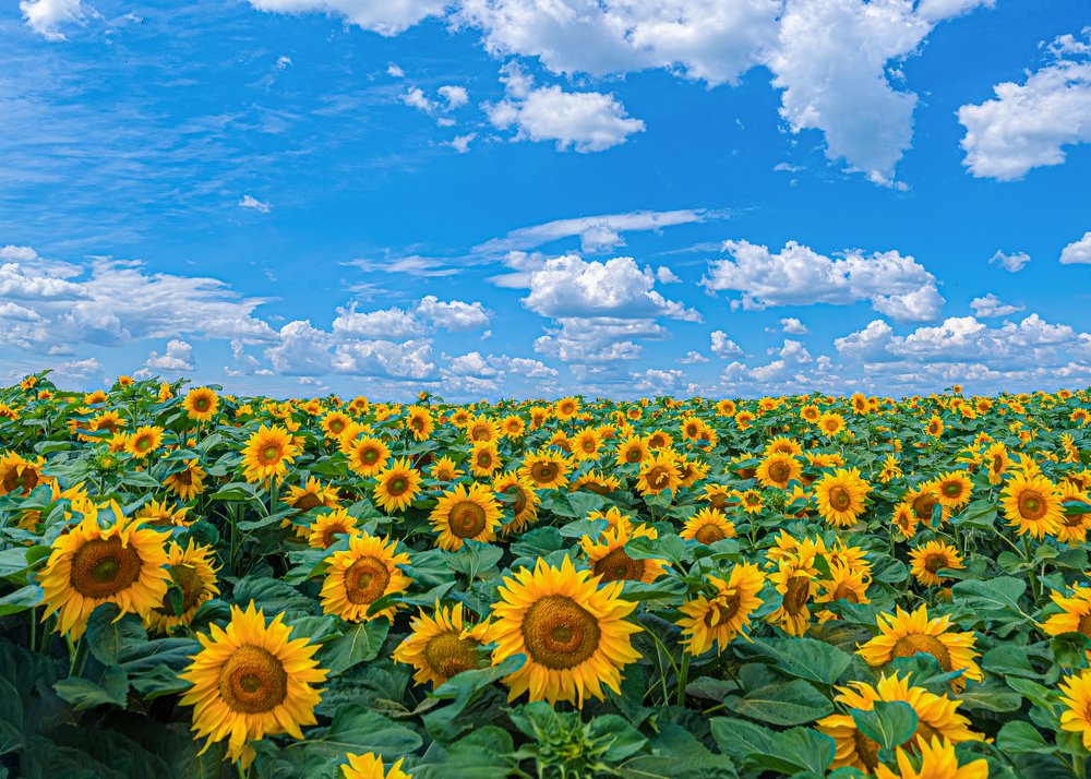 Фотография автора Вячеслав Чернобровин