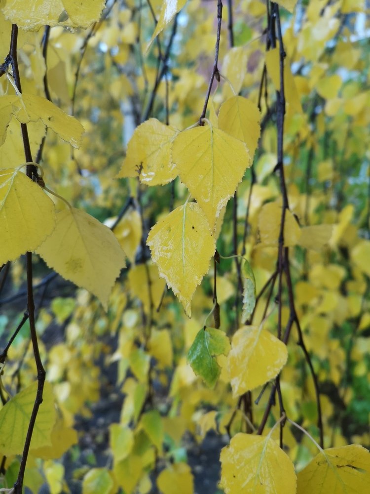 Photograph by Ирина Алексеевская