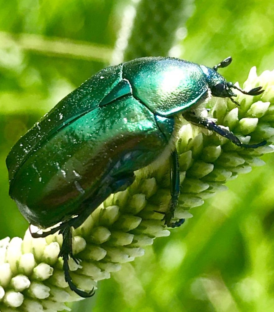 Photograph by Anar K. Amirova