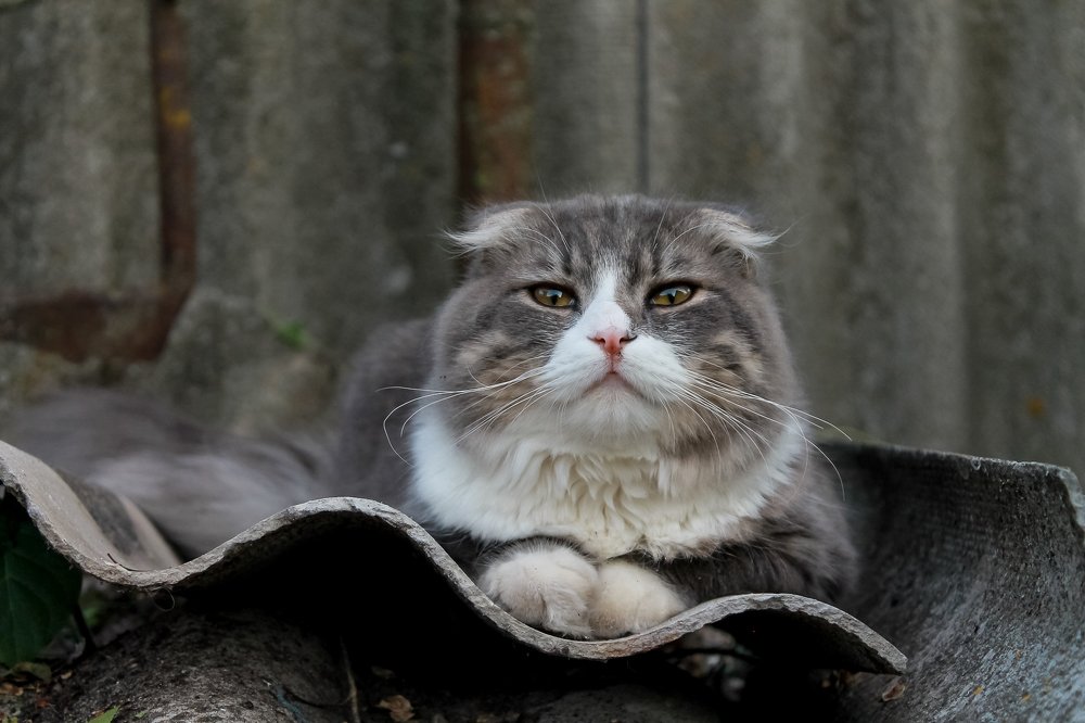 Фотография автора Наталья Соболь