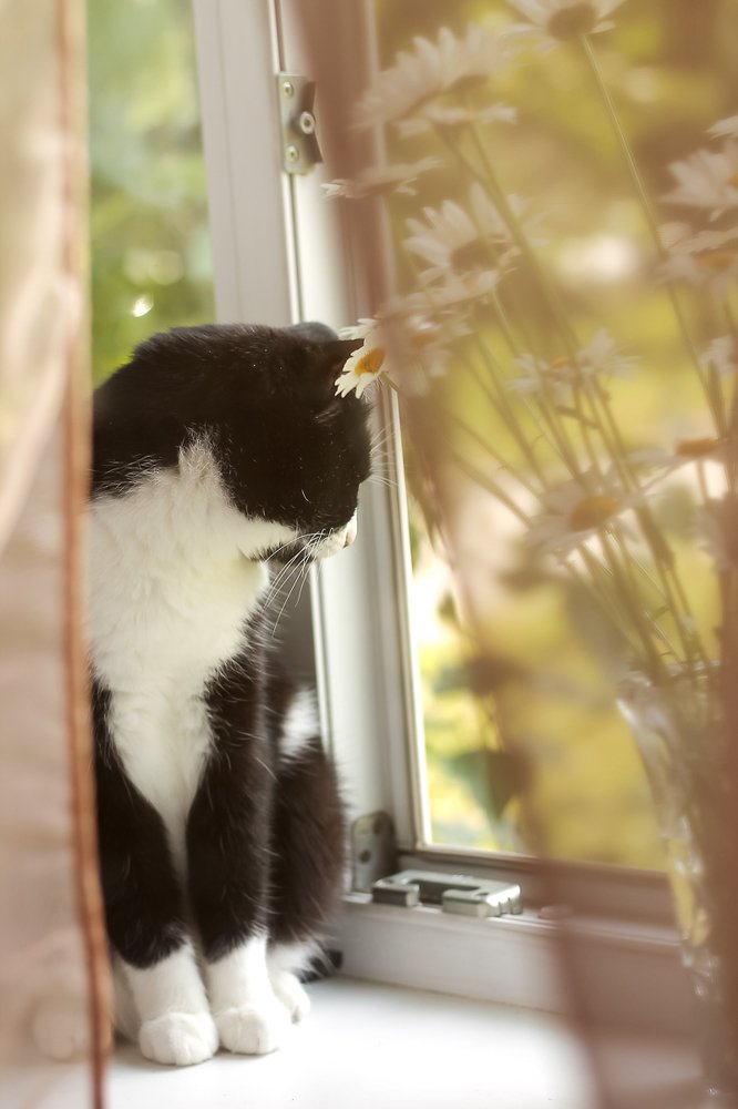 Очарование лета.