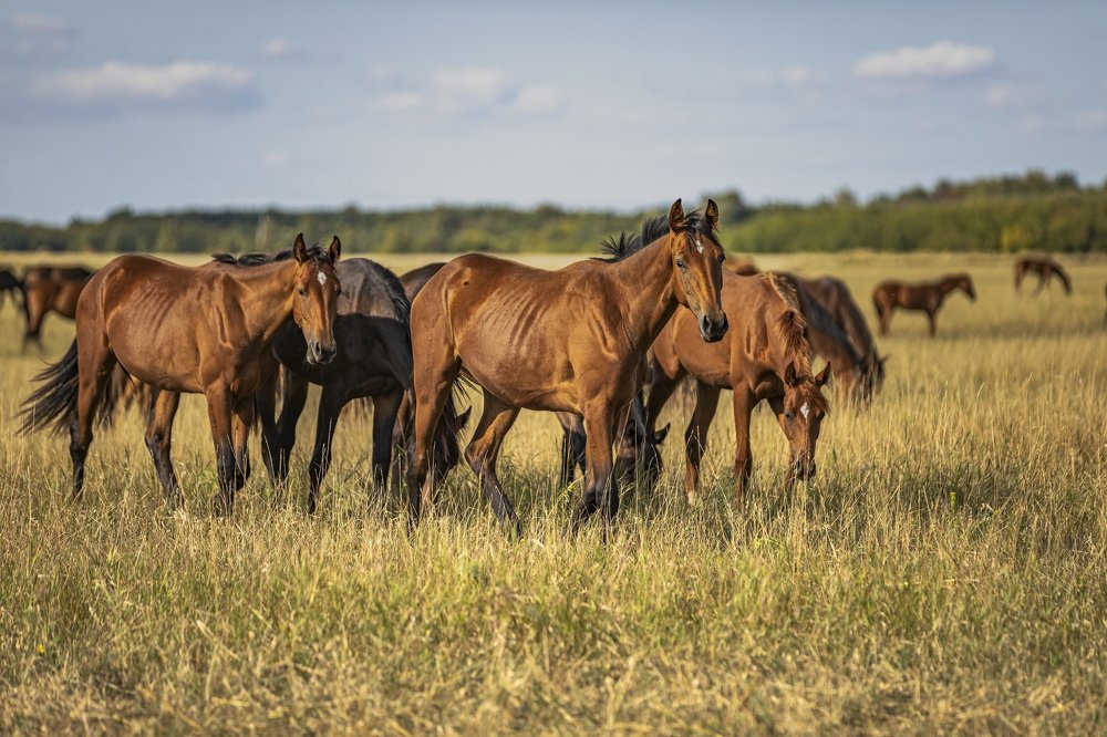 Кони в чистом поле