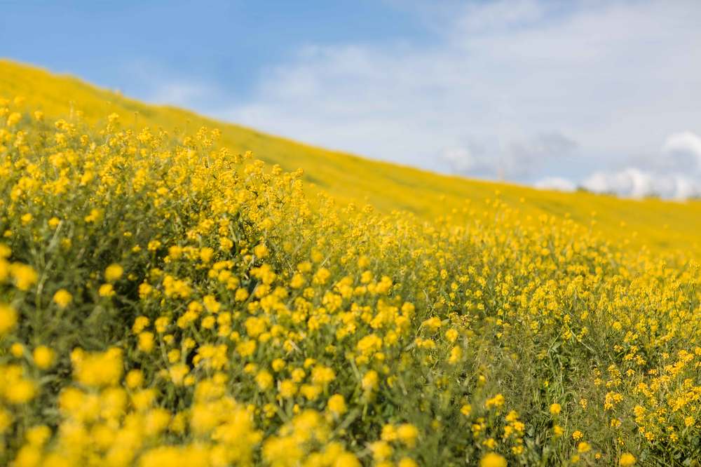 Photograph by Наталья Аржанова