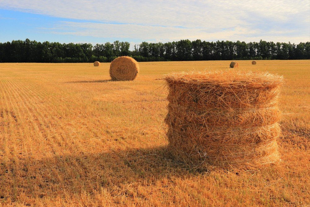 В августе на пшеничном поле