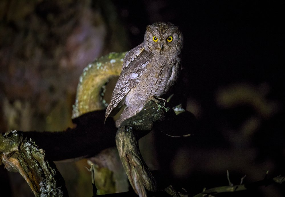 Photograph by Сергей Долженко