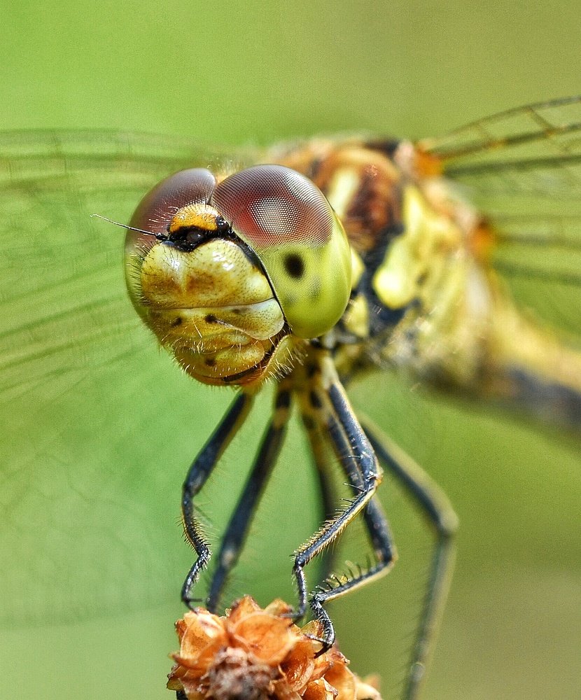 Photograph by Алексей Фомичев