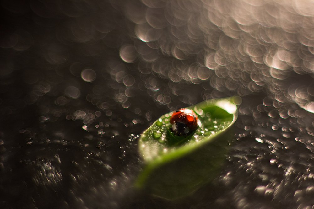 Photograph by Вероника Мищенко