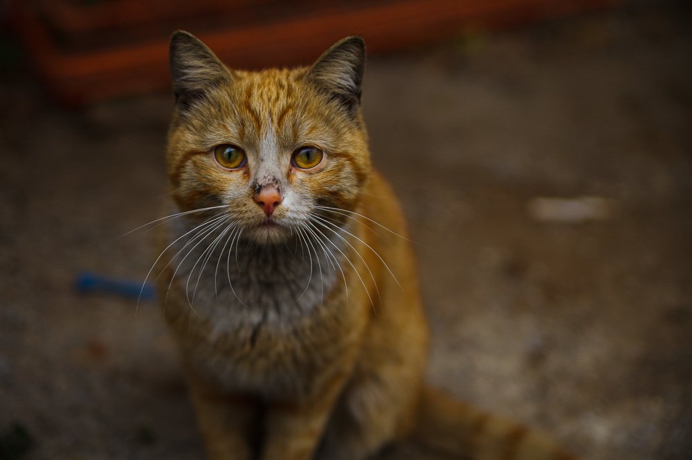 Photograph by Данил Коротких