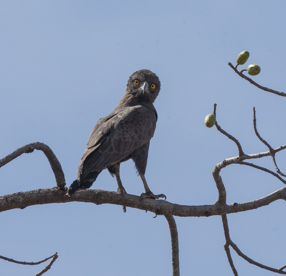 Фотография автора Oskars Smelins