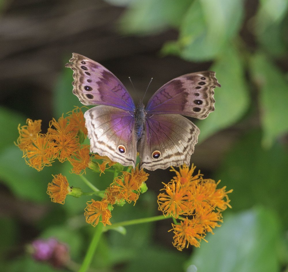 Фотография автора Oskars Smelins