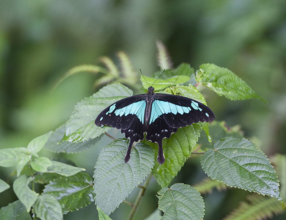 Фотография автора Oskars Smelins