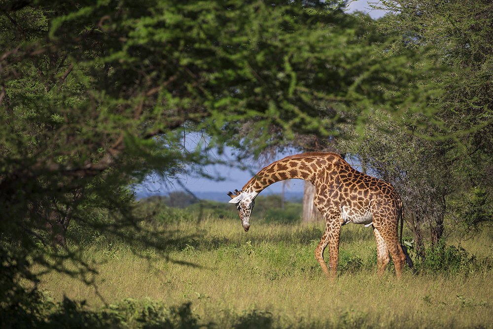 Photograph by Марк Гузик