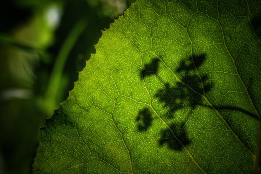 Photograph by Keyvan Hosine pour