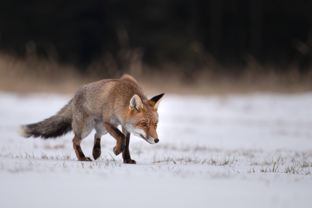 Photograph by Ve Shandor