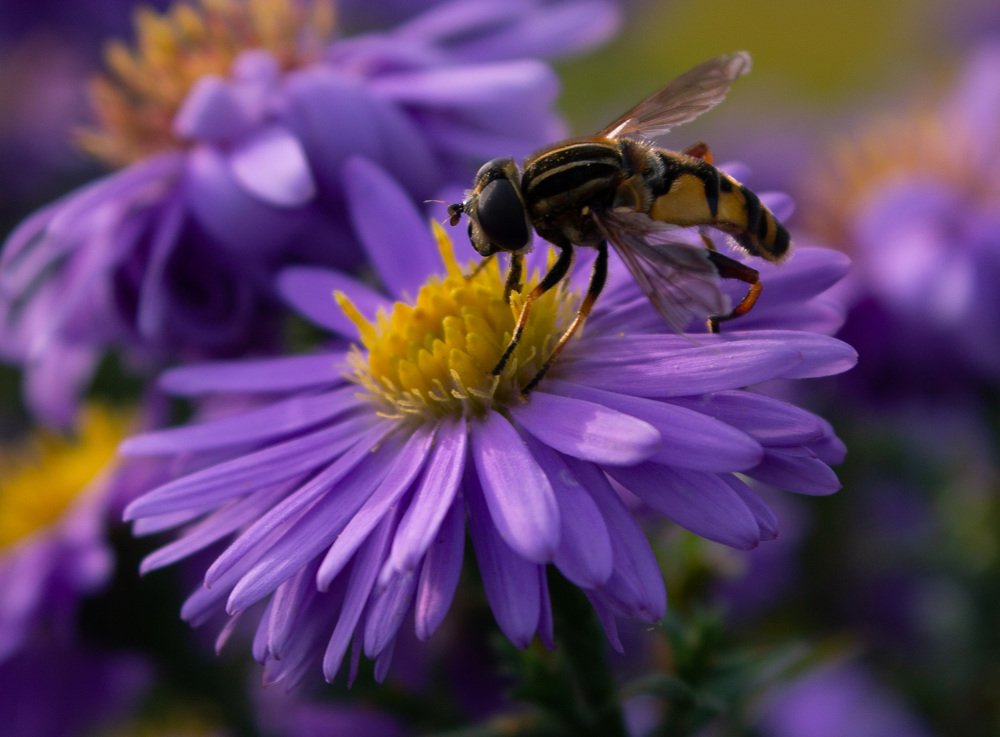 Октябрьская пчела