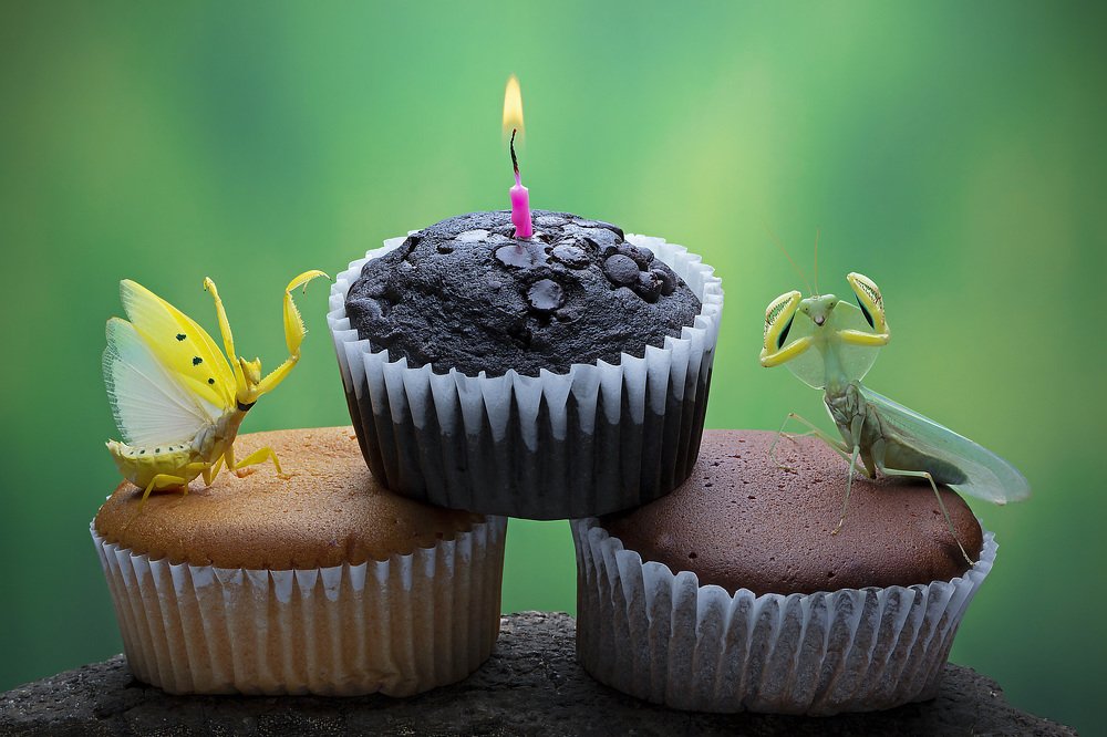 Helvia cardinalis & Asiadodis Yunnanensis on my birthday cake