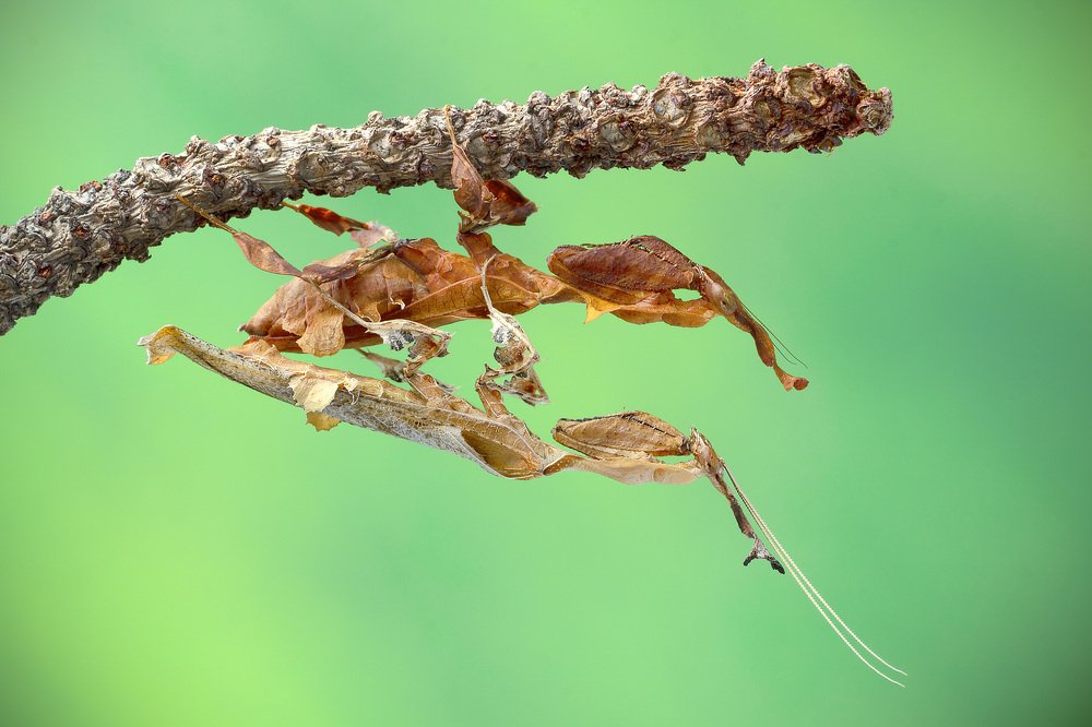 Ghost Mantis - Phyllocrania paradoxa