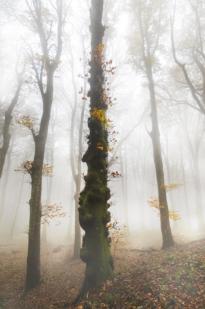 Photograph by Davide Giannetti