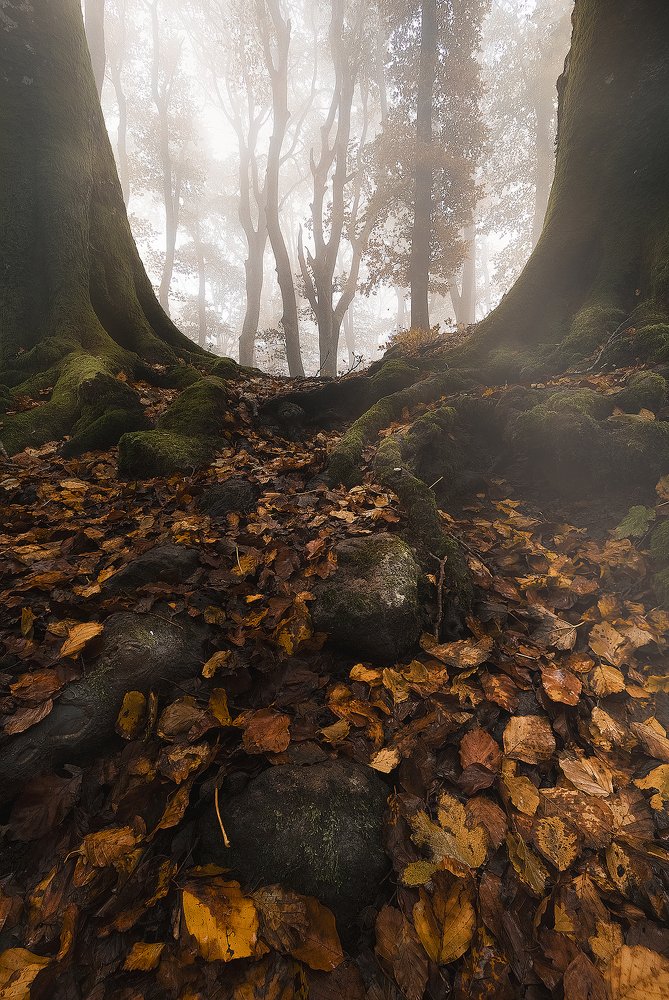 Photograph by Davide Giannetti