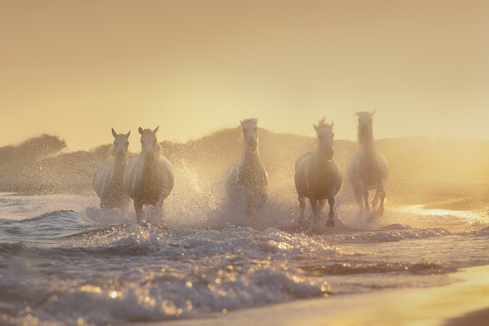 The Legendary Horses