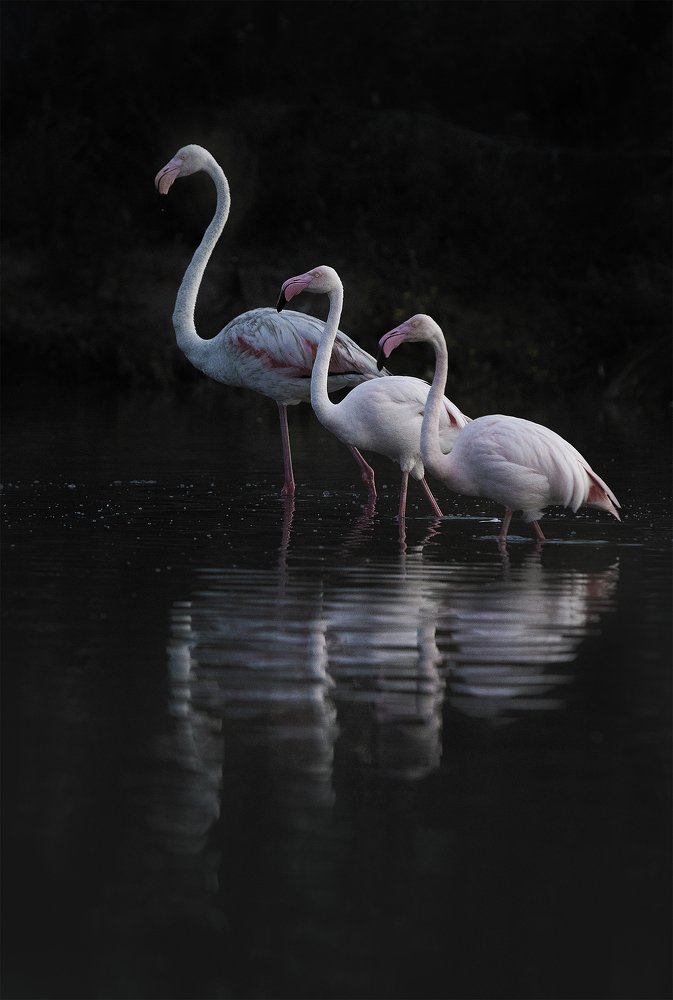 Photograph by Davide Giannetti