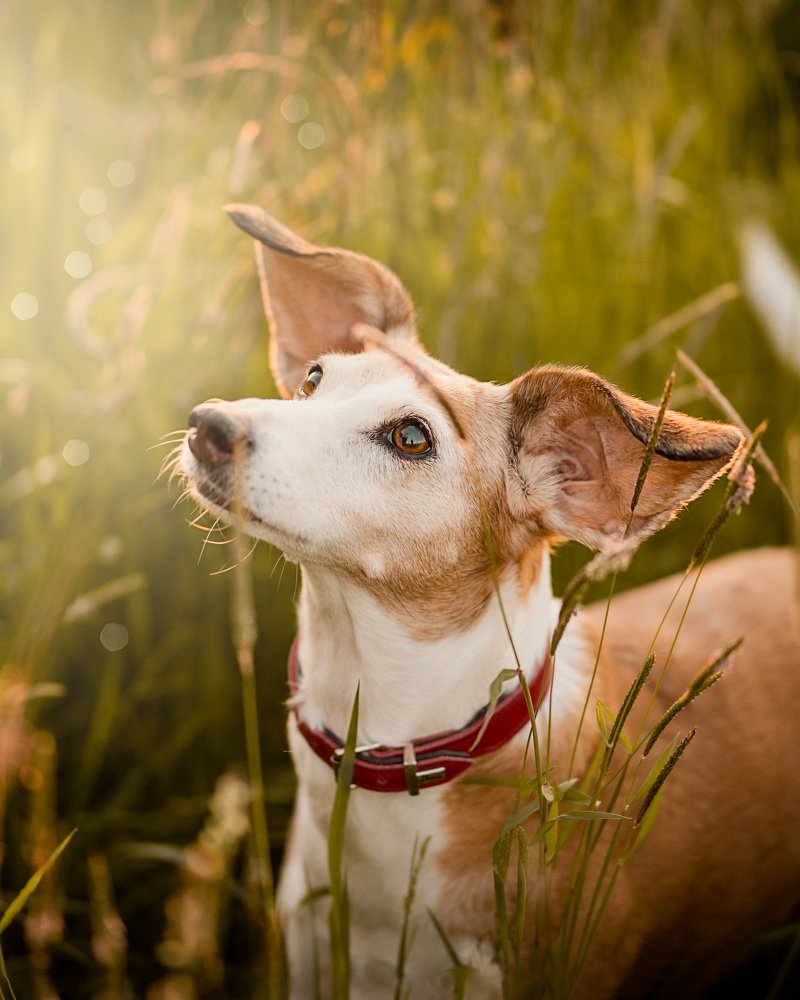 Curious eyes and big ears