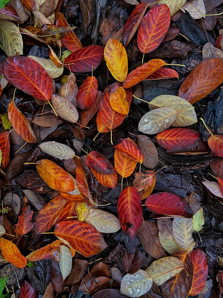 краски осени