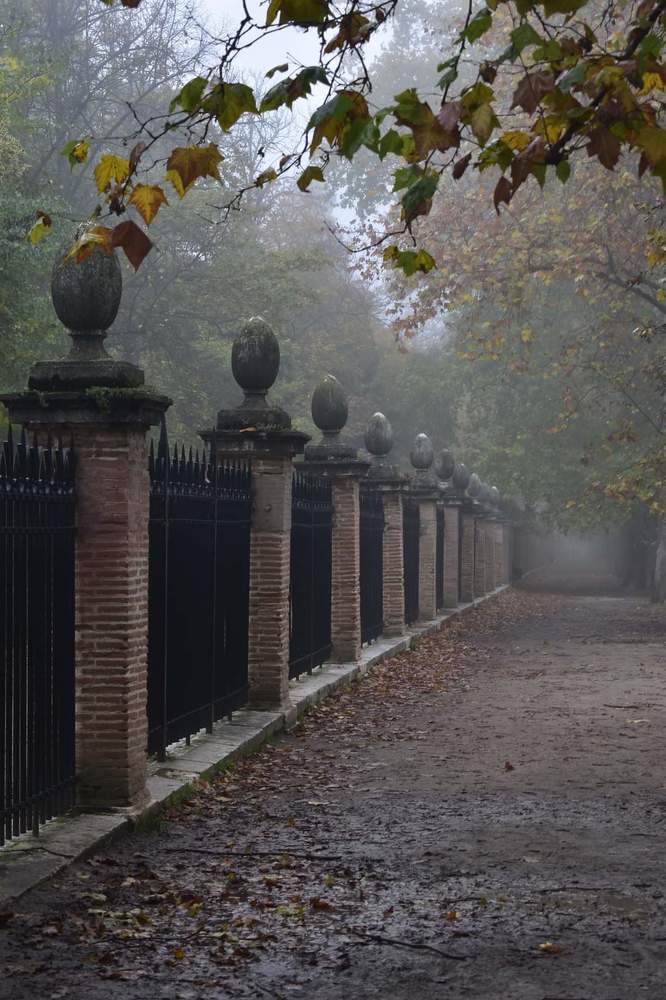 Paseo bajo la niebla