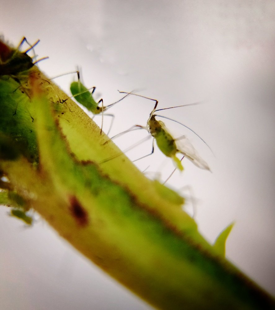 Photograph by Любовь Сухова