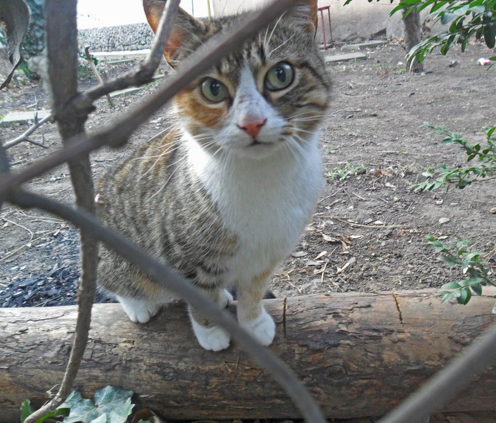 Фотография автора Lizuza