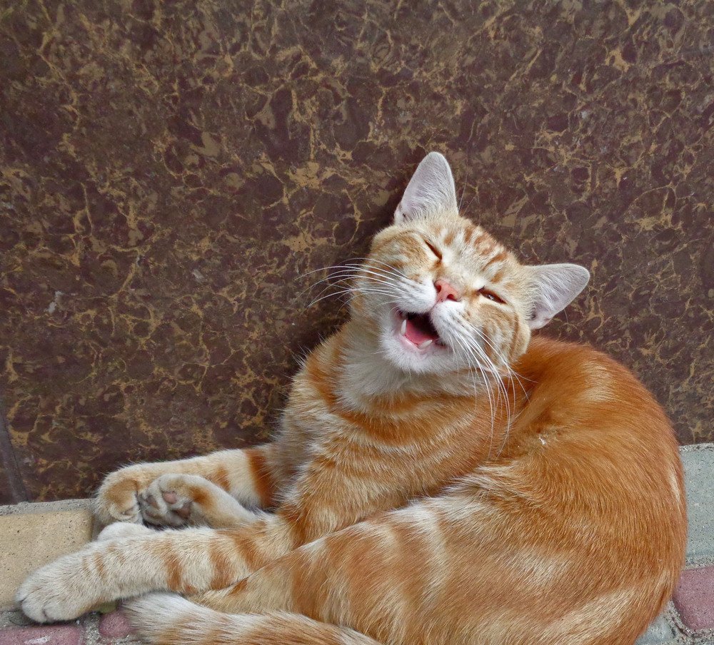 Фотография автора Lizuza