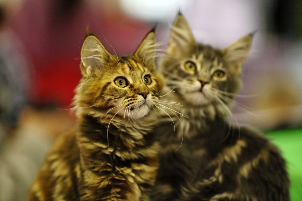 Photograph by Константин Лагоденко