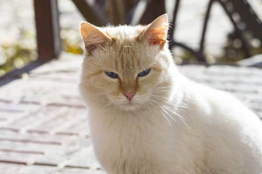 Photograph by Михаил Доргов