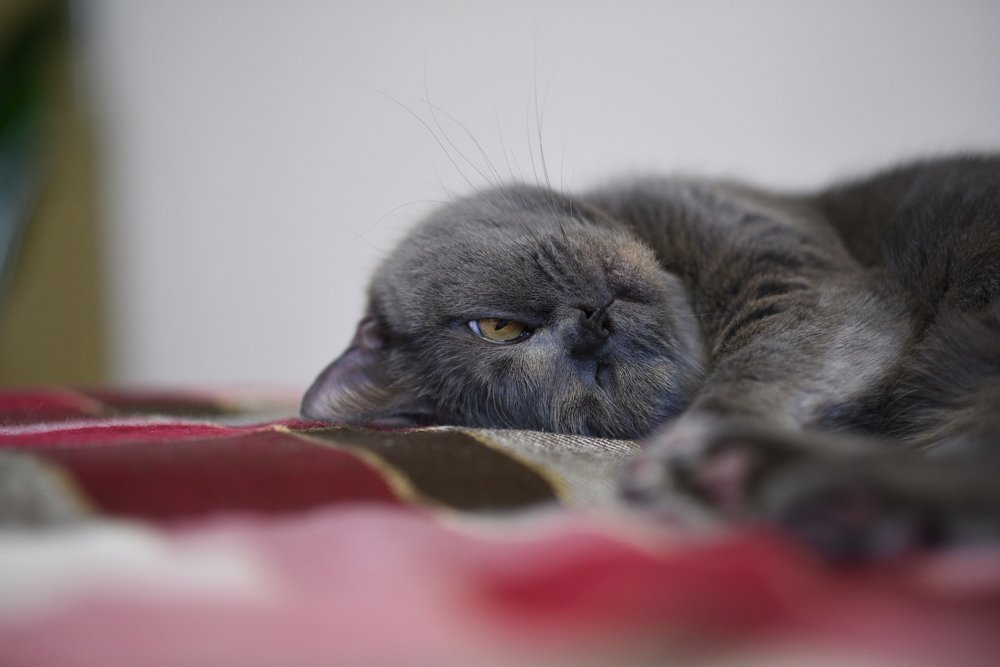 Photograph by Елена Савченкова