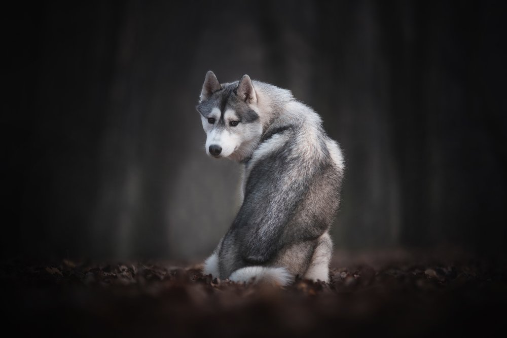 Photograph by Nicol Urbanová